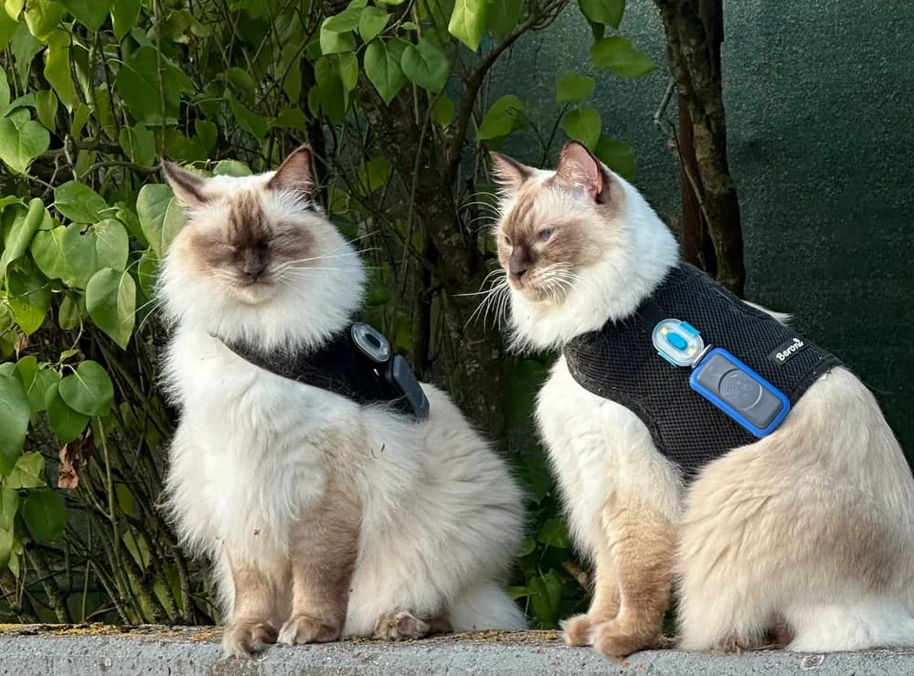 Loki und Nox mit Trackern an ihren Geschirren