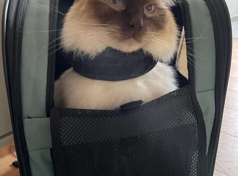 Ragdoll entspannt in einer Transporttasche