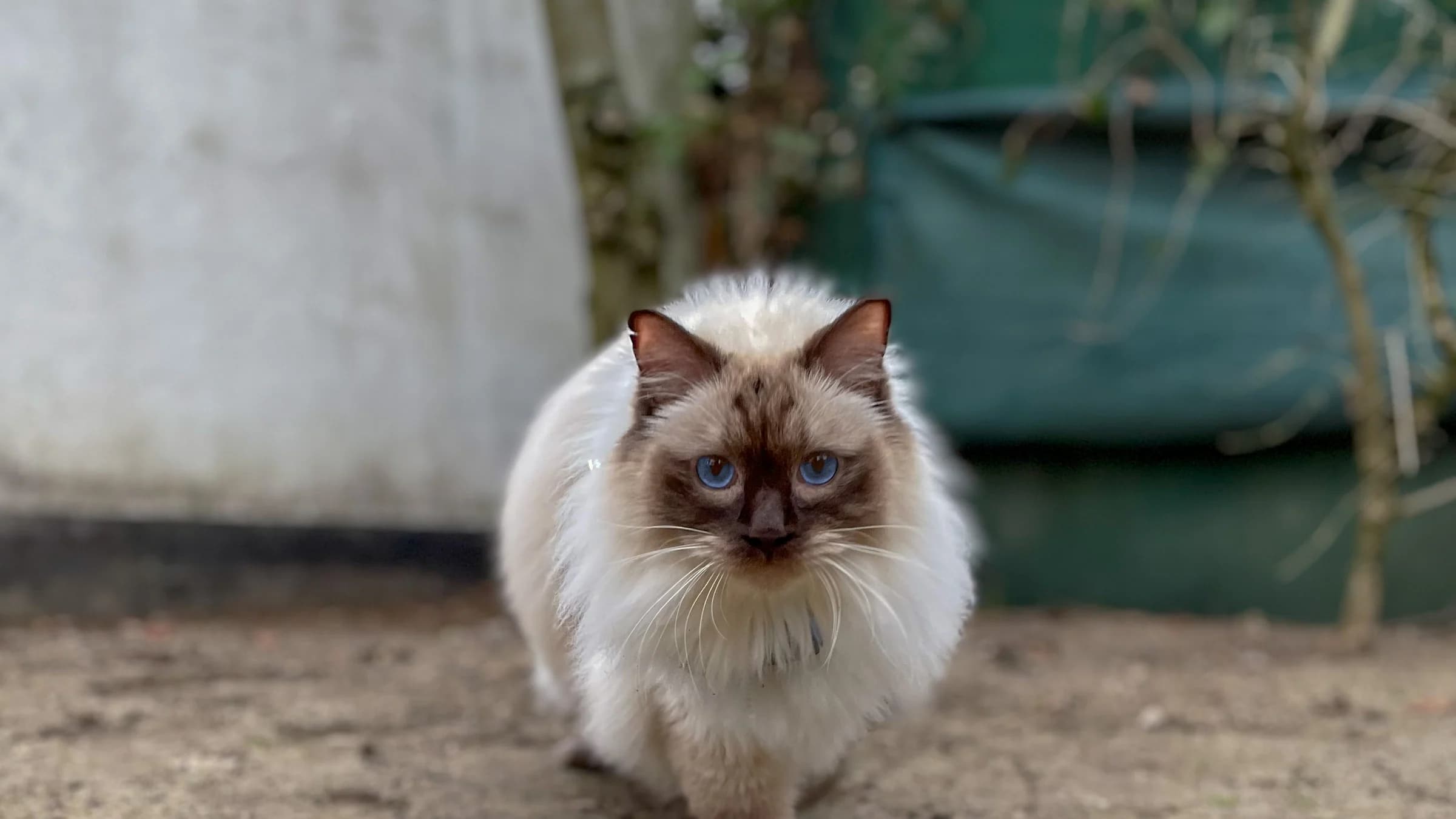 Eine der Walking Cats kommt auf einem vertrauten Gartenweg auf die Kamera zu