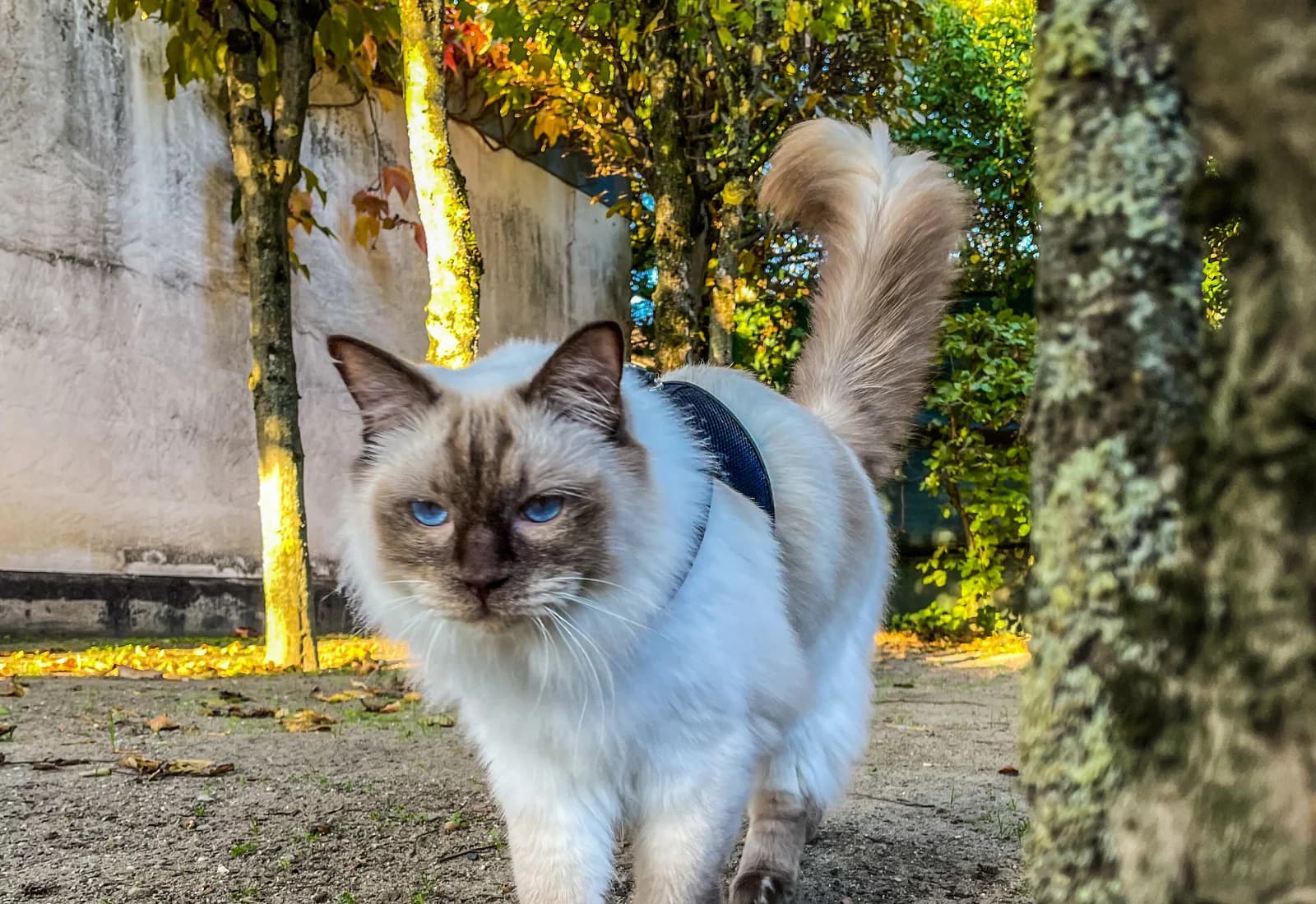 Eine Ragdoll kommt auf einem vertrauten Weg zurück