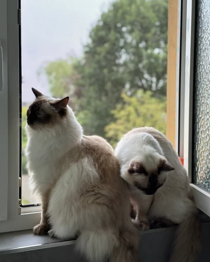 Heimkommen – ein Moment aus der täglichen Runde von Loki und Nox