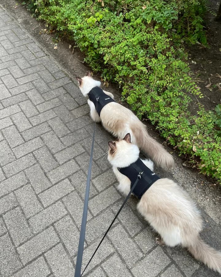 Losgehen – ein Moment aus der täglichen Runde von Loki und Nox